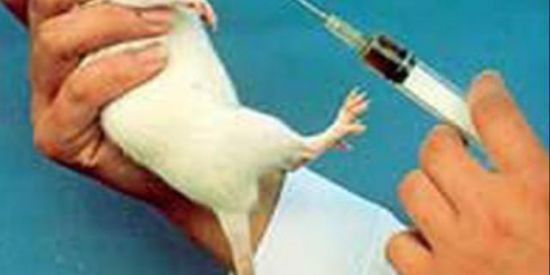 Imagem do grupo de WhatsApp Não Vacinados 🚫💉