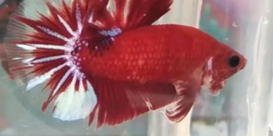 Imagem do grupo de WhatsApp RIFA KIM_BETTAS