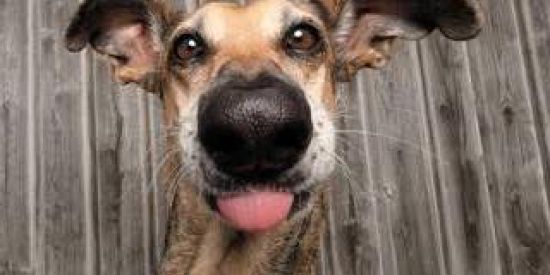 Imagem do grupo de WhatsApp 😂🅢︎🅞︎🅡︎🅡︎🅘︎🅢︎🅞︎🅢︎😂