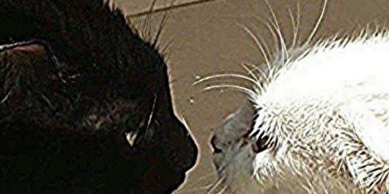 Imagem do grupo de WhatsApp •Fever•