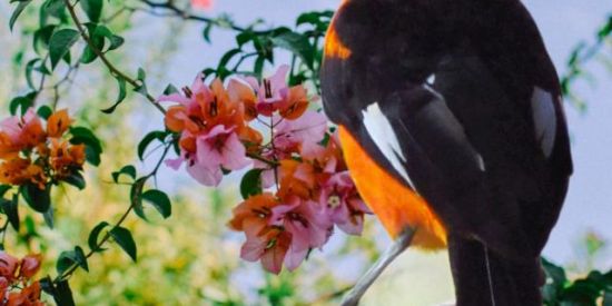 Imagem do grupo de WhatsApp PÁSSAROS LIVRES