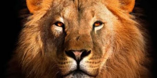 Imagem do grupo de WhatsApp Geração Milionária - 💸💼