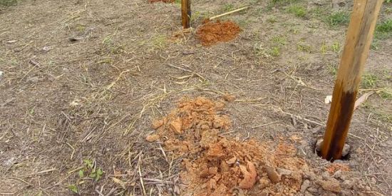 Imagem do grupo de WhatsApp Cx de abelhas sem ferrao