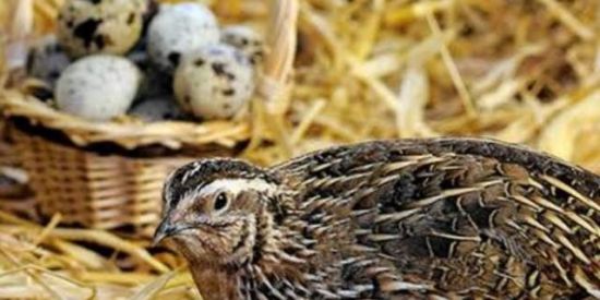 Imagem do grupo de WhatsApp MINHA CODORNA MINHA VIDA