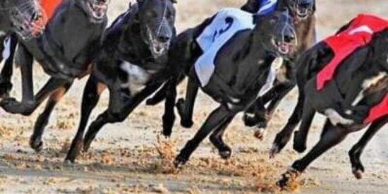 Imagem do grupo de WhatsApp 021 galgos 🐕‍🦺🐕‍🦺