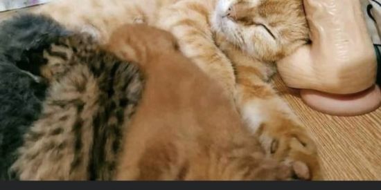 Imagem do grupo de WhatsApp Aku No Shirusi Clã