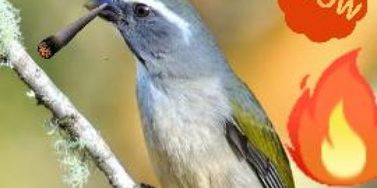 Imagem do grupo de WhatsApp Venda de animais e etc...