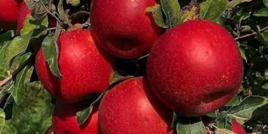 Imagem do grupo de WhatsApp LEIA AS REGRAS