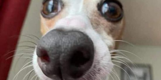 Imagem do grupo de WhatsApp Tropa de BH