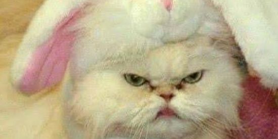 Imagem do grupo de WhatsApp Contatinhos✨