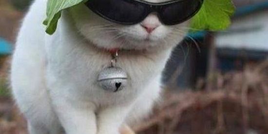 Imagem do grupo de WhatsApp 🐊Jacarés furiosos🐊