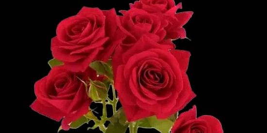 Imagem do grupo de WhatsApp ᗩᗰIᘜOՏ😜