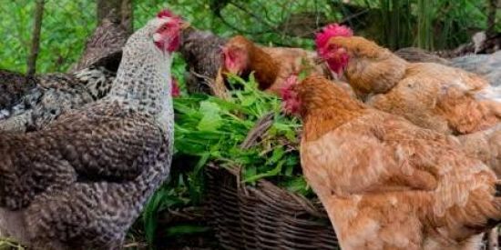 Imagem do grupo de WhatsApp Criadores de Galinhas