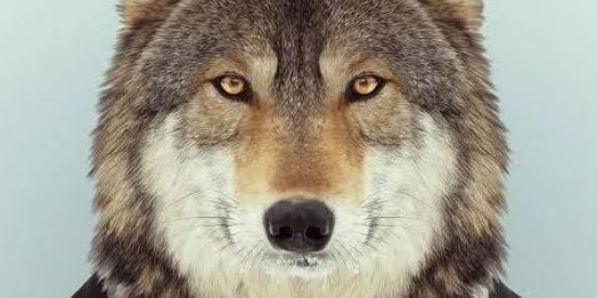 Imagem do grupo de WhatsApp Cursos digitais 🐺