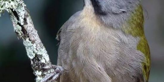 Imagem do grupo de WhatsApp Amigos passarinheiros.