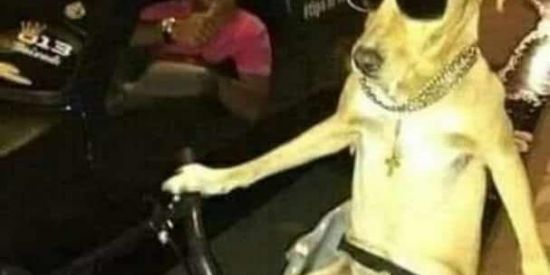 Imagem do grupo de WhatsApp Antifascistas da Bahia