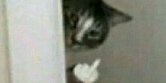 Imagem do grupo de WhatsApp ஓீۣAGRO É TECH͜͡❦🐸