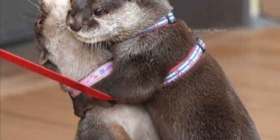 Imagem do grupo de WhatsApp Renegados