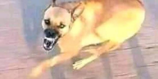 Imagem do grupo de WhatsApp Cachorro brabo e zueira😜