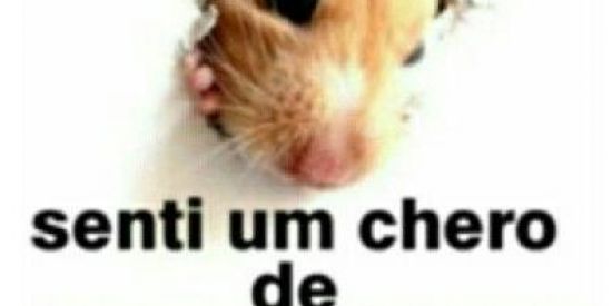 Imagem do grupo de WhatsApp BAIANOS