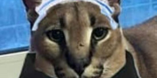 Imagem do grupo de WhatsApp OF FALOPA