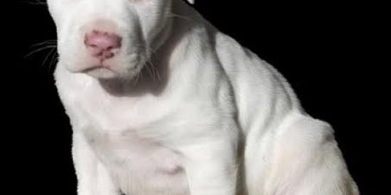 Imagem do grupo de WhatsApp Adrestamento de pitbull🐶