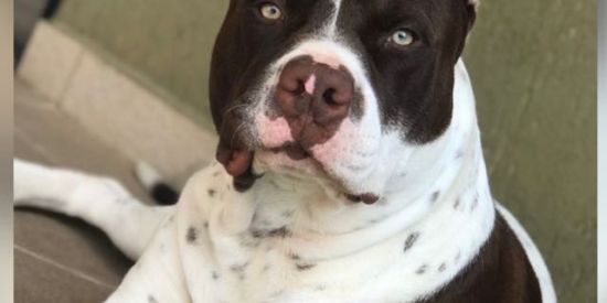 Imagem do grupo de WhatsApp APBT