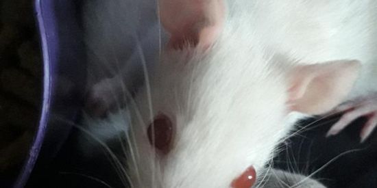 Imagem do grupo de WhatsApp ✨ roedores ✨