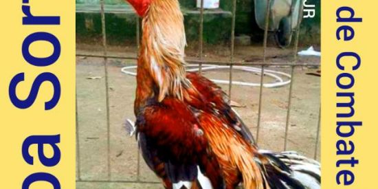 Imagem do grupo de WhatsApp Galos combatente brasil