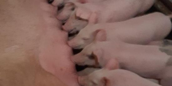 Imagem do grupo de WhatsApp Suinos Paraíba