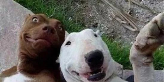 Imagem do grupo de WhatsApp Família Shipost  🔥🤝