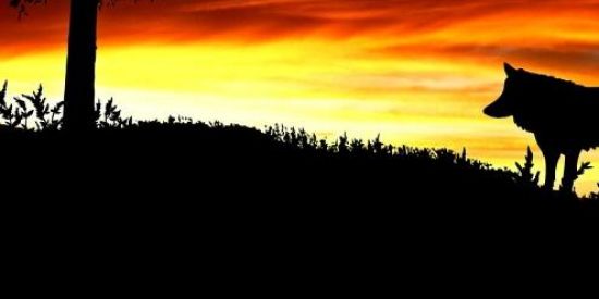 Imagem do grupo de WhatsApp Reboot