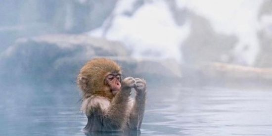 Imagem do grupo de WhatsApp Monkeyskkk🦧