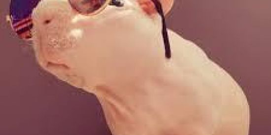 Imagem do grupo de WhatsApp Rifa Mimo's Pets 🦜🐶🐱