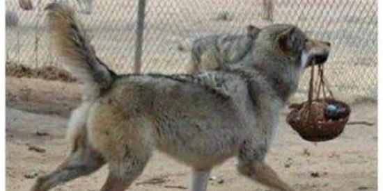 Imagem do grupo de WhatsApp RP dos furry