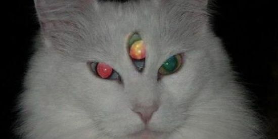 Imagem do grupo de WhatsApp 🎻░gr᥆ᥙρ tᥱrr᥆r ░🎃