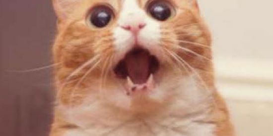 Imagem do grupo de WhatsApp Shitpost da Zueira 😎👌