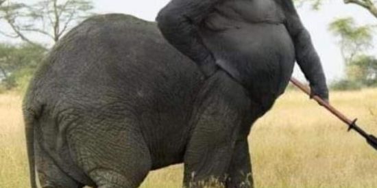 Imagem do grupo de WhatsApp citymonkeykk