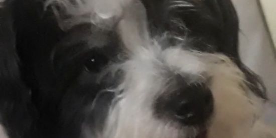 Imagem do grupo de WhatsApp Ganhe seguidores grátis