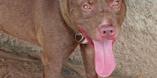 Imagem do grupo de WhatsApp Pitbull zone