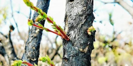 Imagem do grupo de WhatsApp Comunidade reflorescer