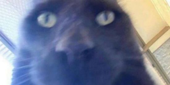 Imagem do grupo de WhatsApp IMITAÇÕES 🧐👍🏿