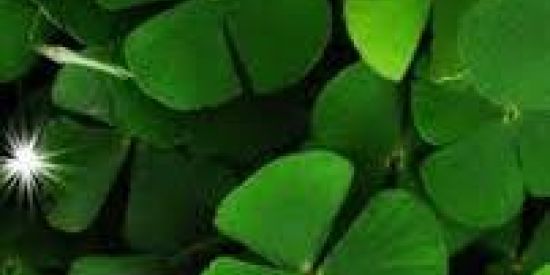 Imagem do grupo de WhatsApp Fazendinha da Sorte !🍀