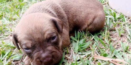 Imagem do grupo de WhatsApp Compra e vendas animais