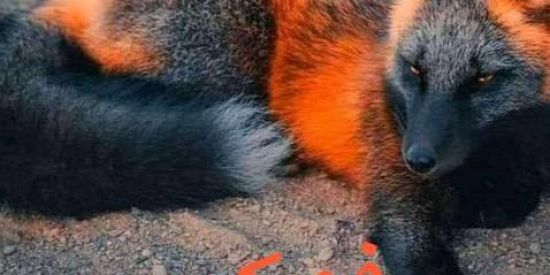 Imagem do grupo de WhatsApp Raposa árabe 🦊