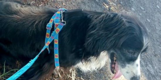 Imagem do grupo de WhatsApp Fã clube do doguinho