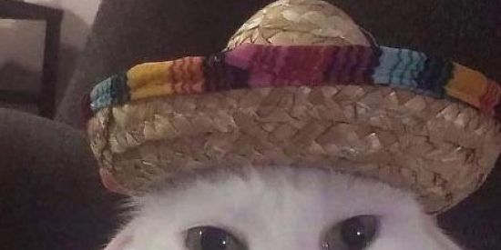 Imagem do grupo de WhatsApp ole ole