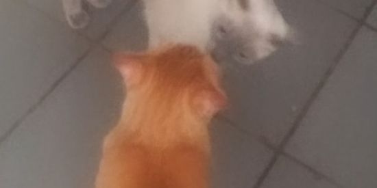 Imagem do grupo de WhatsApp Vakinha - Leia Descrição