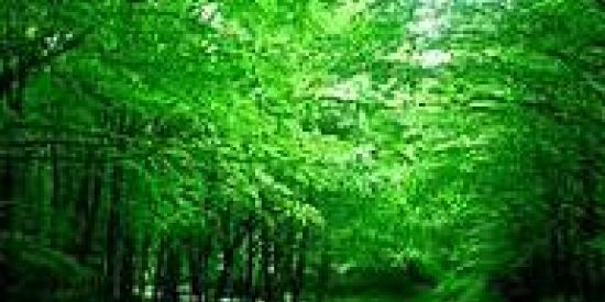 Imagem do grupo de WhatsApp 🐺ғʟᴏʀᴇsᴛᴀɴɪᴍᴀʟ ᴇɴᴛʀᴀᴅᴀ🦁