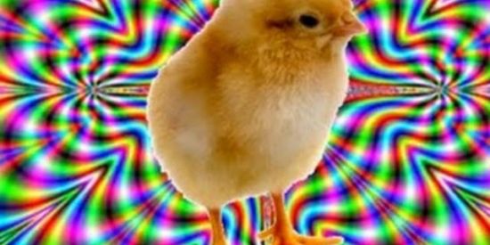 Imagem do grupo de WhatsApp hospício da zoeira📱⚰️